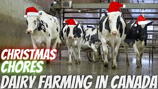 Christmas Day as a Dairy Farmer!