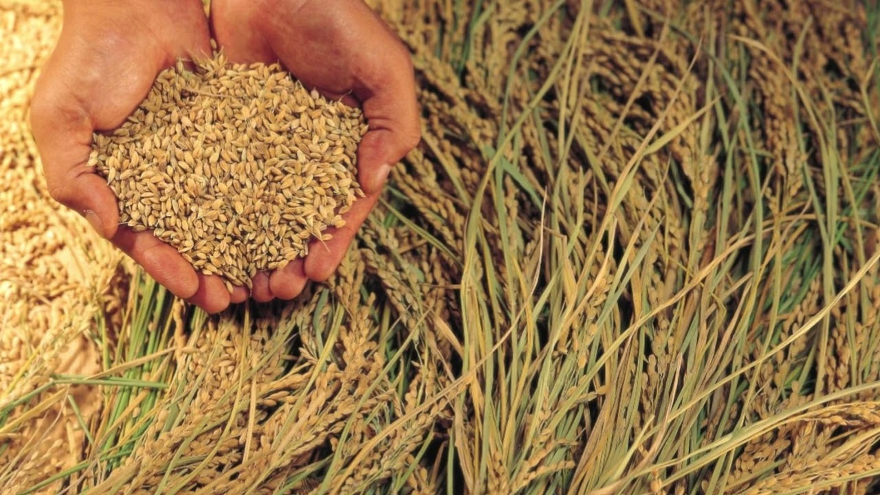 In northern india they harvest their wheat. Посев зерна. Посев пшеницы. Сеют пшеницу. Семена пшеницы для посева.