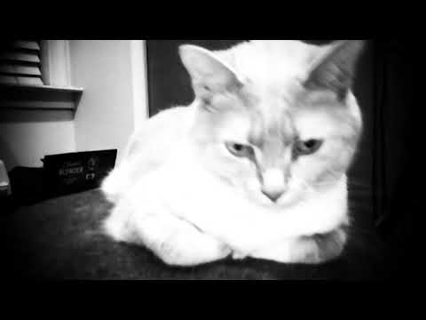 Bonzart Ziegel Cat