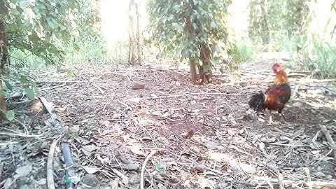 Bẫy gà rừng  chất nhất năm 2019 (phần1)