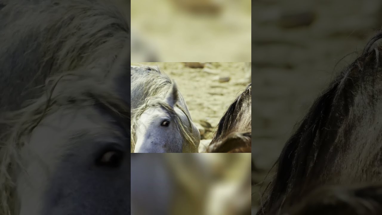 Wild Stallions Battle For Water The Mustangs Struggle