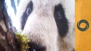 Walking, Peeing, Looking For Love: Watch Closely Panda's Life screenshot 4