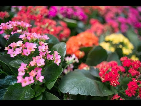فيديو: فصل الشتاء من نباتات Astilbe - كيفية العناية بنباتات Astilbe في الشتاء