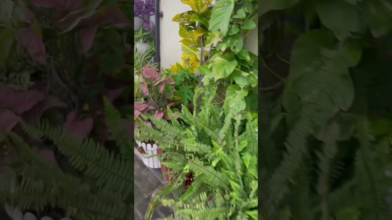 My beautiful terrace garden after rain 