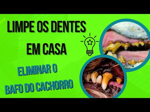 Vídeo: O método super simples que ajudará você a monitorar a saúde bucal de seu cão