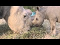 Ol Pejeta Vlog 5 : Ringo meets Sudan