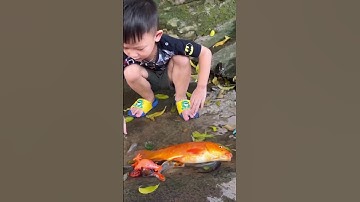 Tổng hợp video cá cảnh đẹp, động vật dễ thương quá, các loại cá, rùa , ếch , vịt, cua, ốc