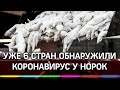 Эпидемия коронавируса у норок охватила еще 5 стран. Меховая одежда уйдёт навсегда?