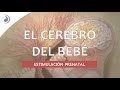 El cerebro del bebé (feto) - ESTIMULACIÓN PRENATAL