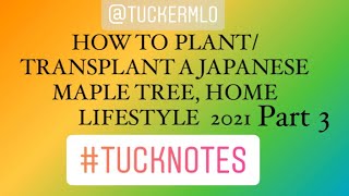 HOW TO PLANT/TRANSPLANT A JAPANESE MAPLE TREE, HOME LIFESTYLE GARDENING 2021                PART 3