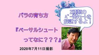 「基本的なバラの育て方」　シュラブ「ハンス ゲーネバイン」編を村上敏が解説