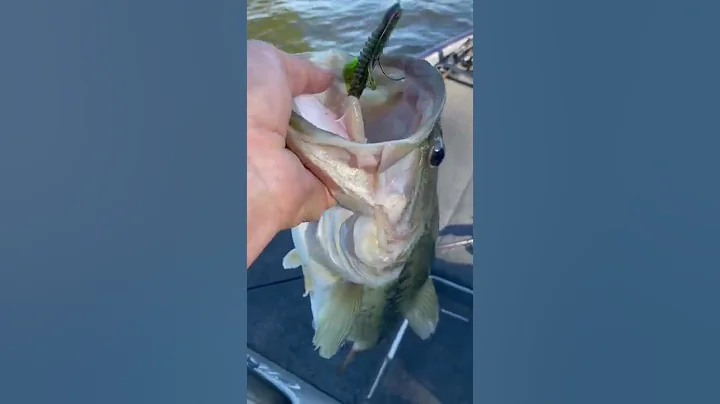 My fish