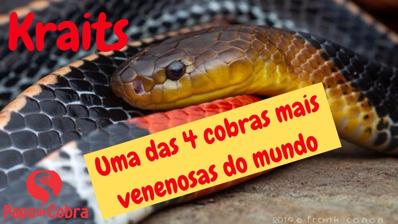 Você sabe qual a cobra mais venenosa do mundo?