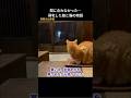 間に合わなかった!帰宅した娘と猫の物語 #猫動画 #猫 #感動