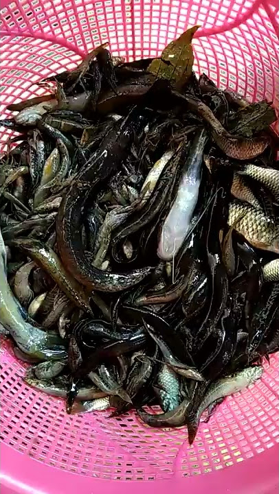 Hasil Setrum ikan di sungai deras 2 kondensor satu platina/electricity fishing part 1