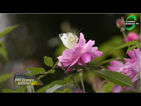 Video: Grădină în Stil Rustic