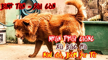 Xù Bắc Hà : Nhận phối giống em nâu đỏ tại Sài Gòn ( Bình Tân)