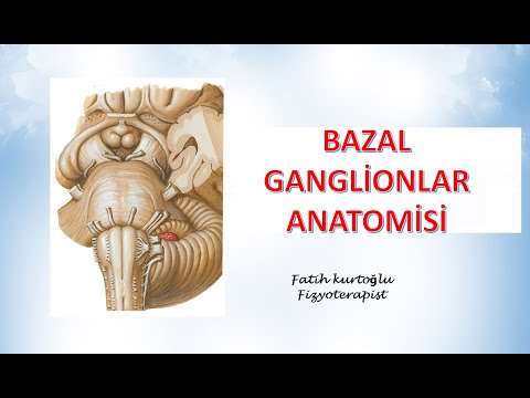 Bazal Ganglionlar  | Neuroanatomy | Nöroanatomi Konu Anlatımı -27