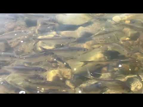 River Herring In Potomac River Upper Tidal Zone