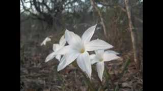 Doc Watson And Taj Mahal - T for Texas