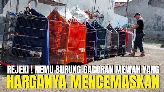 INI JELAS ! KIOS BURUNG GACORAN MEWAH YANG HARGANYA SANGAT MENCEMASKAN !