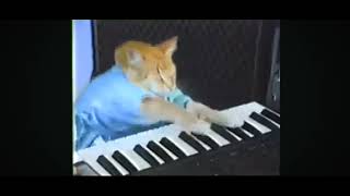 2006 Kyebord cat #cute