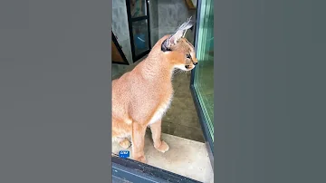Откуда каракалы берут зимой грязь 😹