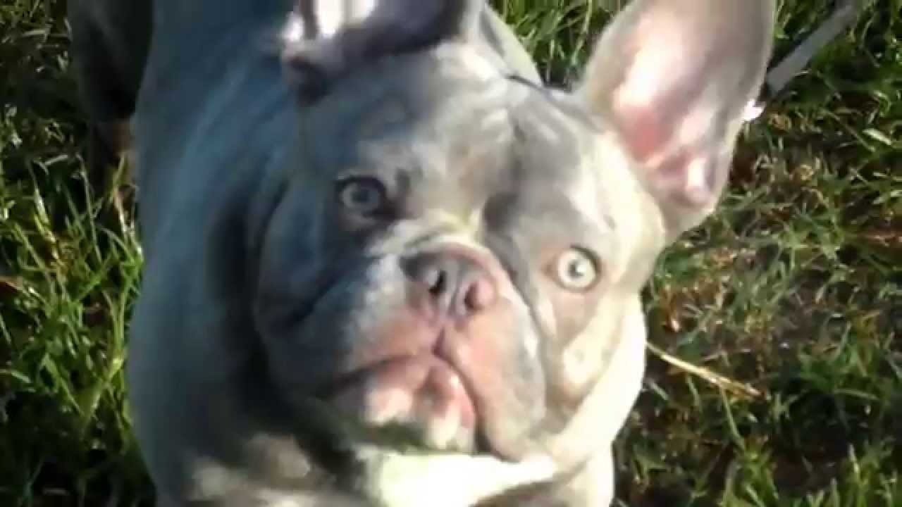 LILAC FRENCH BULLDOG PUPPIES AND STUD SERVICE - YouTube