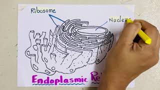 Endoplasmic Reticulum Drawing