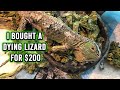 I bought a dying iguana for $200 | KristenLeannimal