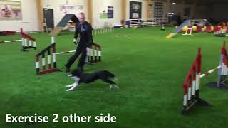 OneMind Dogs  Advanced backyard agility skills!