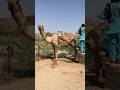 الجمل مربوط بعربته عند البئر 