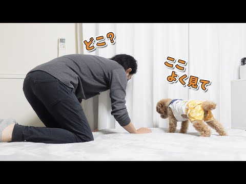 何年経っても変わらない犬と飼い主