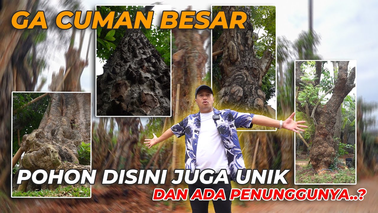 POHON-POHON BESAR DAN ANEH DARI ADIE LANDSCAPE TERNYATA BANYAK CERITA DIDALAMNYA..