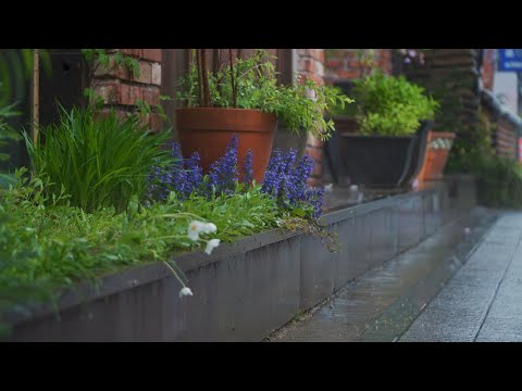 [Rain Sound] 내마음의 화단에도 비가 내립니다. It rains on the flower bed of my heart. 휴식을 위한 ASMR