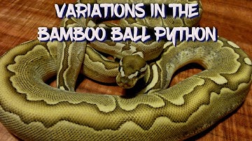 Variations in the Bamboo Ball Python