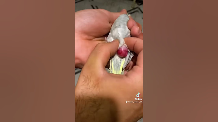 مشكله احتباس البيض لطيور الزينه و طريقه استخراج البيضه المحتبسه