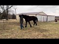 Boaz goes to the vet rescuehorse rescuemission  rescueranch