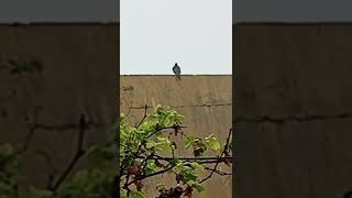 Alone Bird Is Sitting In Heavy Rain