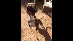 Introduction to Dog Walking at Austin Pets Alive!