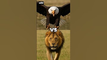 python vs crocodile #trending #animals #wildlife #vs #versus #shorts