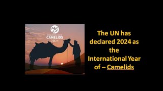 international year of camelids #internationalyear #uno #camel #bactriancamel#llamas #alpacas #vicuña