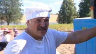 Лукашенко на картоплі: 18 соток, але з помічниками