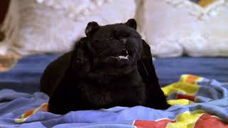 Salem Saberhagen, TURN IT OFF!!!