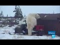 Canada: Welcome to Churchill, the polar bear territory!
