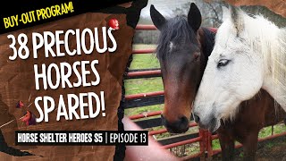 Horse Shelter Heroes S5E13 - 38 Precious Horses Spared