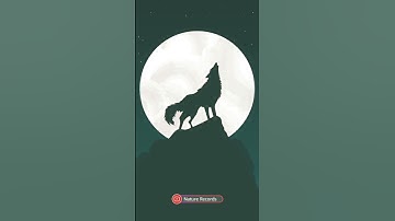 Thumbnail of wolf howling sound HQ