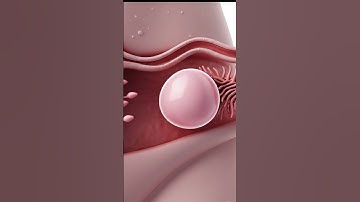 8 Seconds to Understand Ovulation and Fertilization