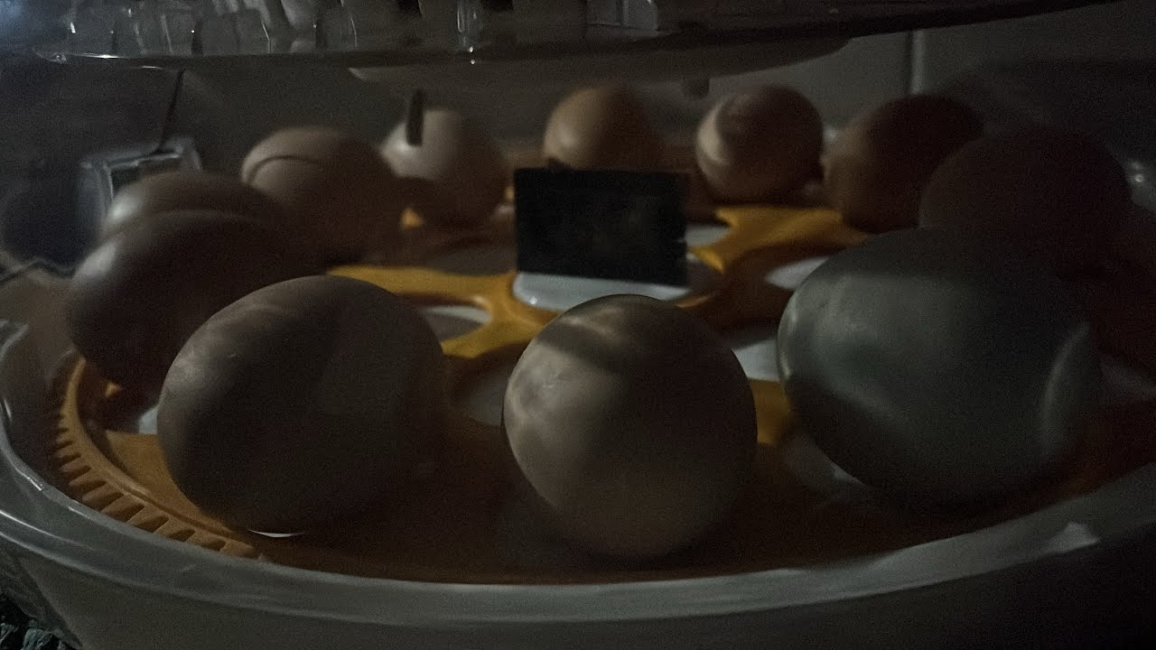 Dry Hatching Eggs From A Local Farm Stand Are They Good YouTube Dry hatching eggs from a local farm stand are they good youtube