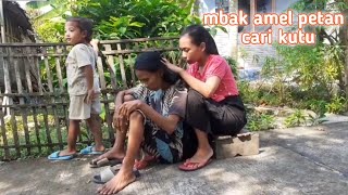 Mbak Amel Petan Cari Kutu Dapat Kor Anakan Tumo Narin Pezzek